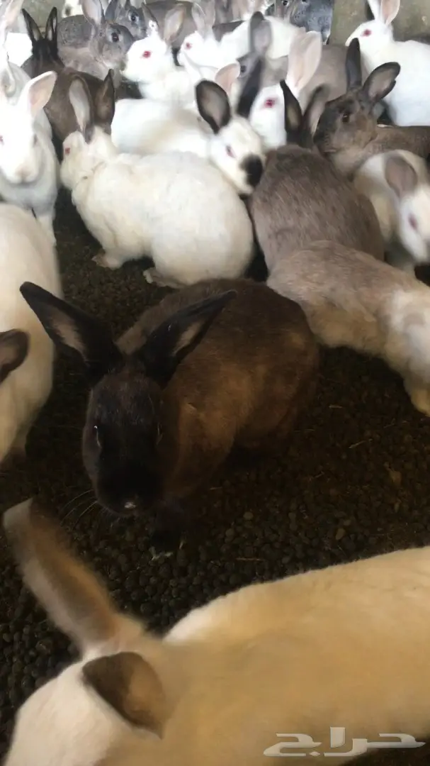 أرانب  (image 2)
