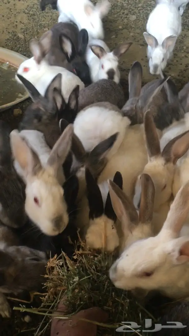 أرانب  (image 3)