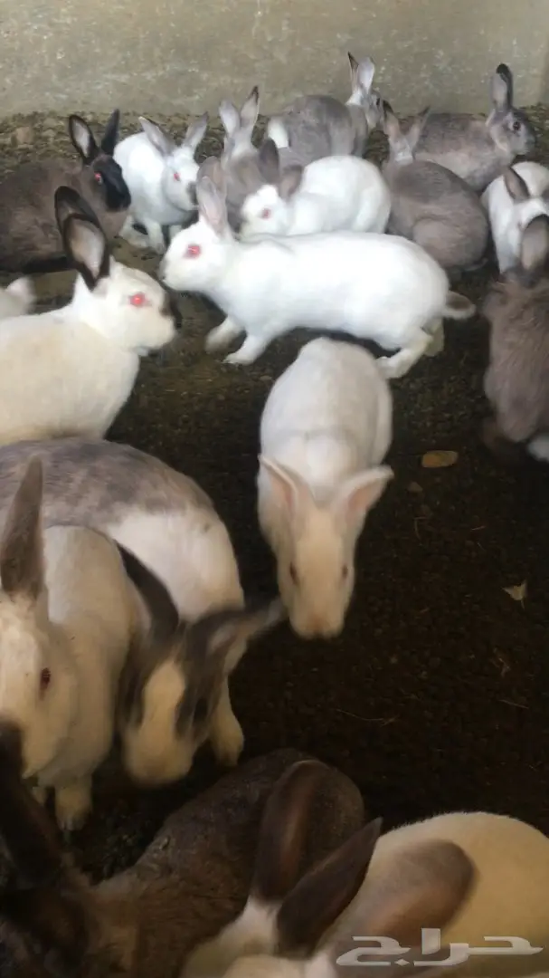 أرانب  (image 4)