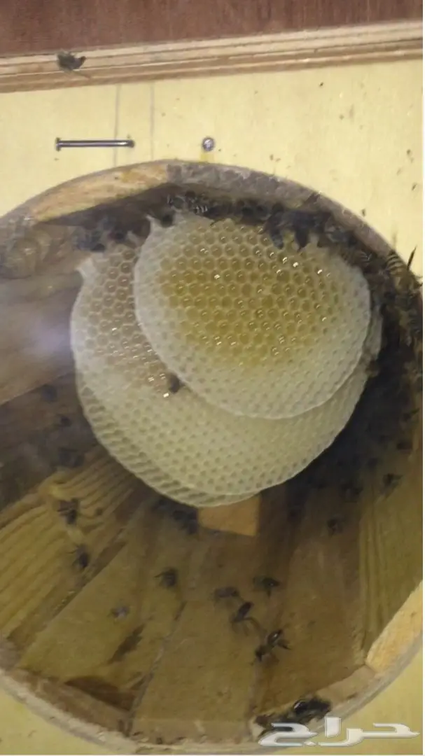 عسل سدر اصلي على المختبر10 الاف اذا مغشوش  (image 13)