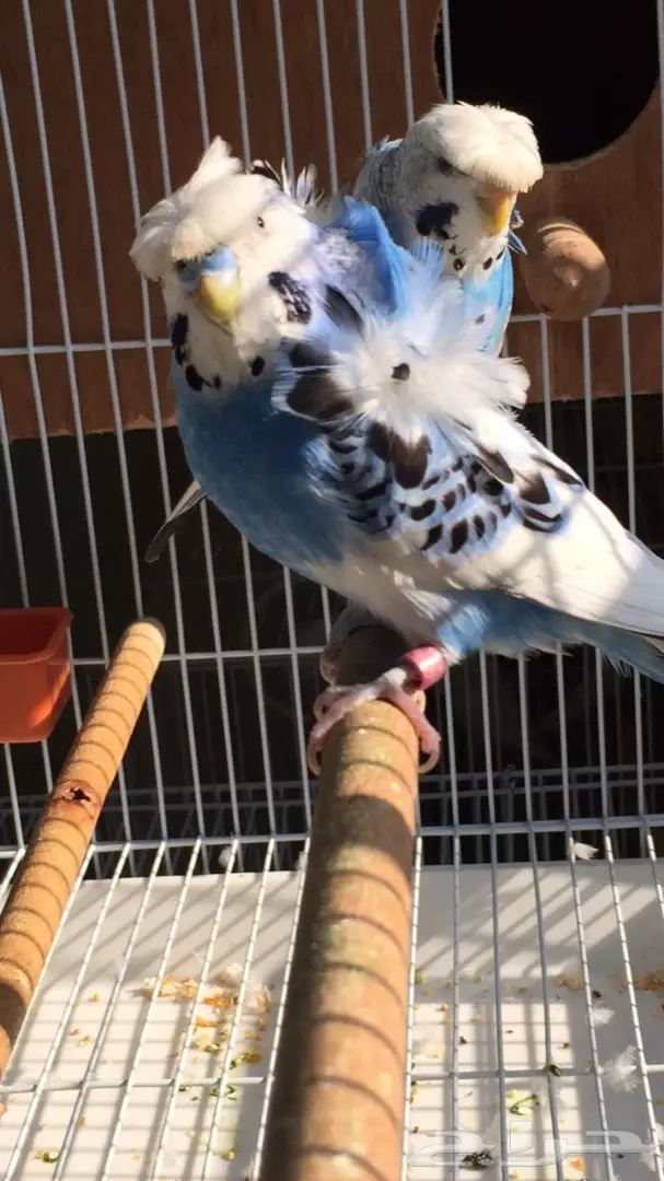 بيعة فريدة: جوز باندد فل كرست وردات قوية - فرصة لا تُفوّت!