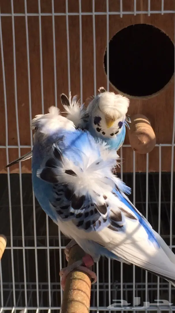 بيعة فريدة: جوز باندد فل كرست وردات قوية - فرصة لا تُفوّت! (image 2)