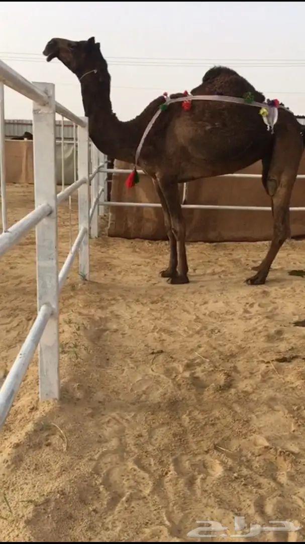 للبيع ضروبه طيبه 