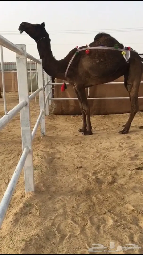 للبيع ضروبه طيبه  (image 1)