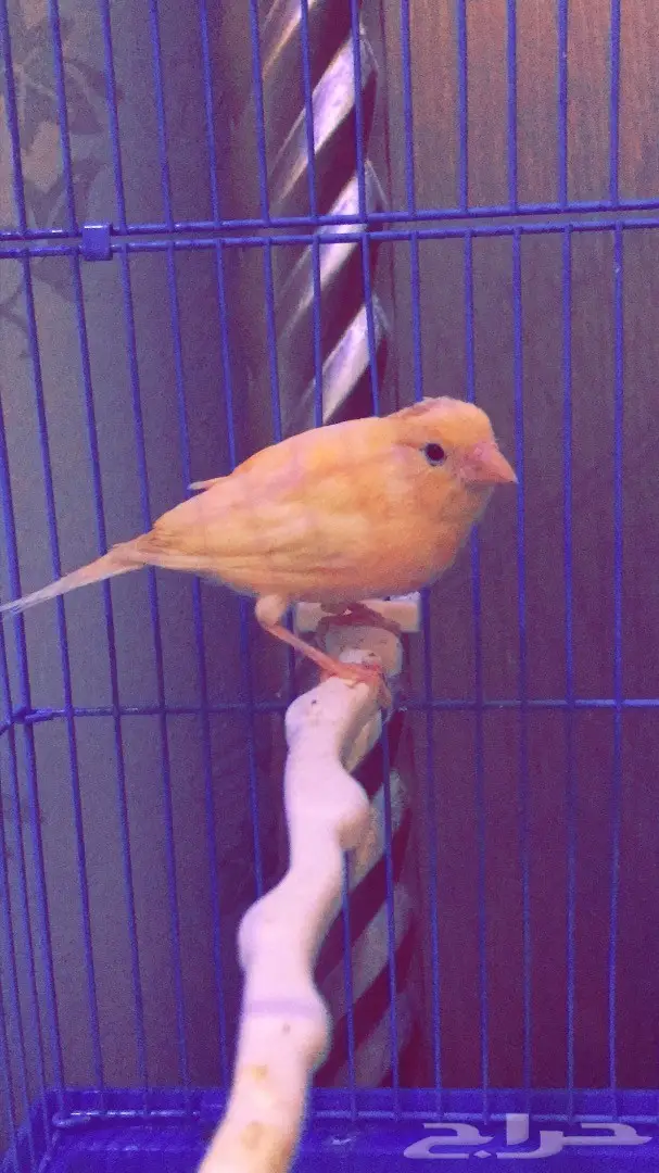 كناري على وشك الجهوزيه