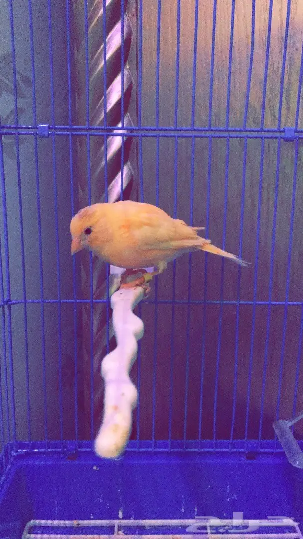 كناري على وشك الجهوزيه (image 1)