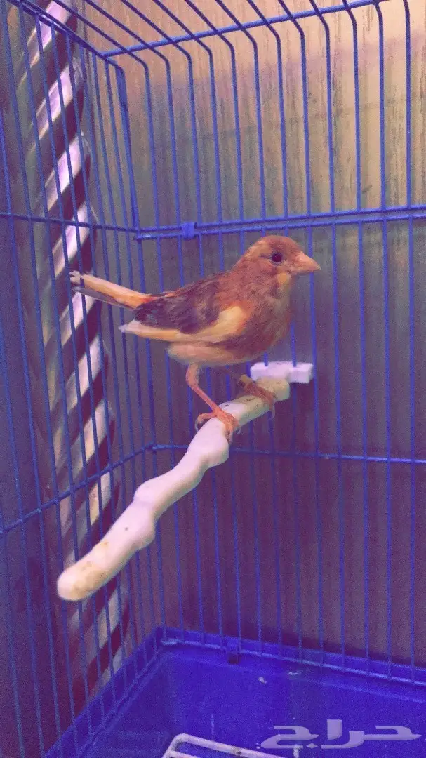 كناري ذكر على وشك الجهوزيه