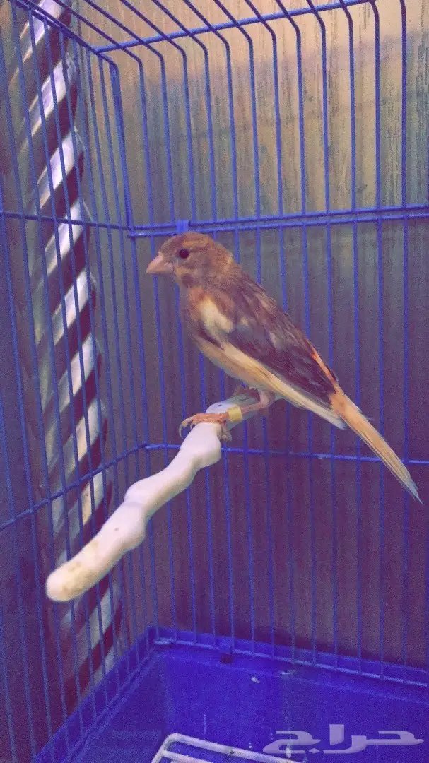 كناري ذكر على وشك الجهوزيه (image 1)