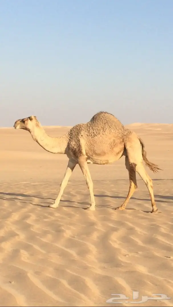 ناقة متلي للبيع