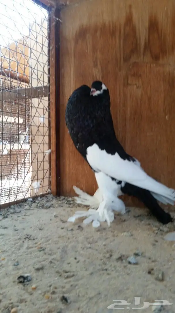 انثى نفاخ مسوبع خارجيه 