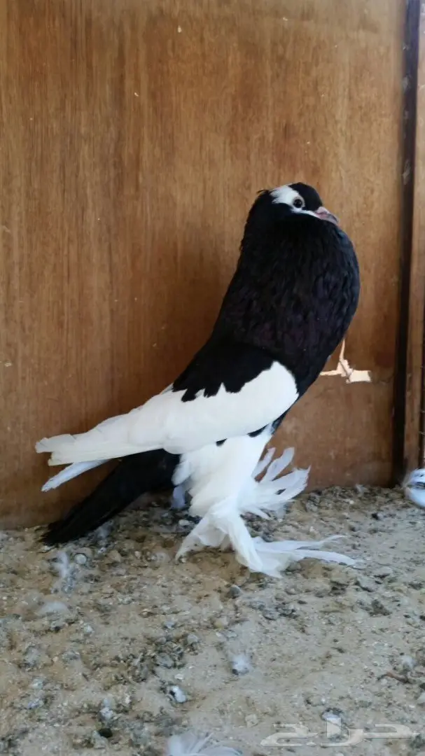 انثى نفاخ مسوبع خارجيه  (image 2)