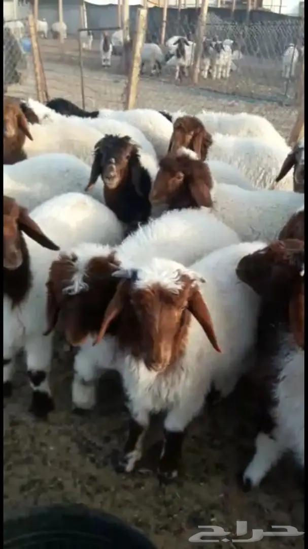 هرافي نعيم 36 