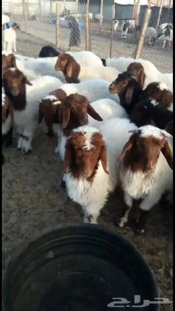 هرافي نعيم 36  (image 1)