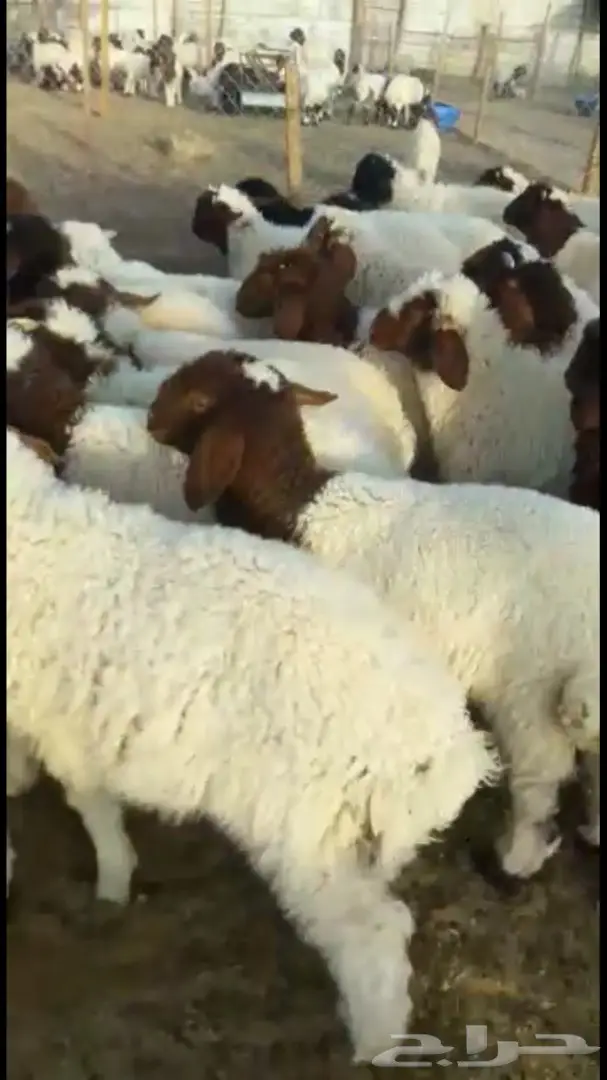 هرافي نعيم 36  (image 2)