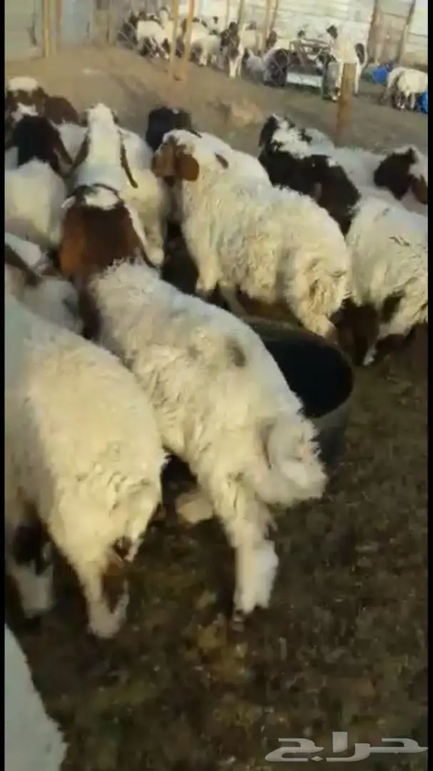 هرافي نعيم 36  (image 3)