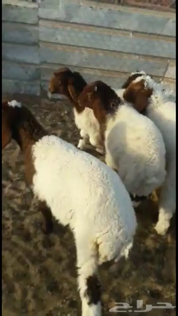 هرافي نعيم 36  (image 4)