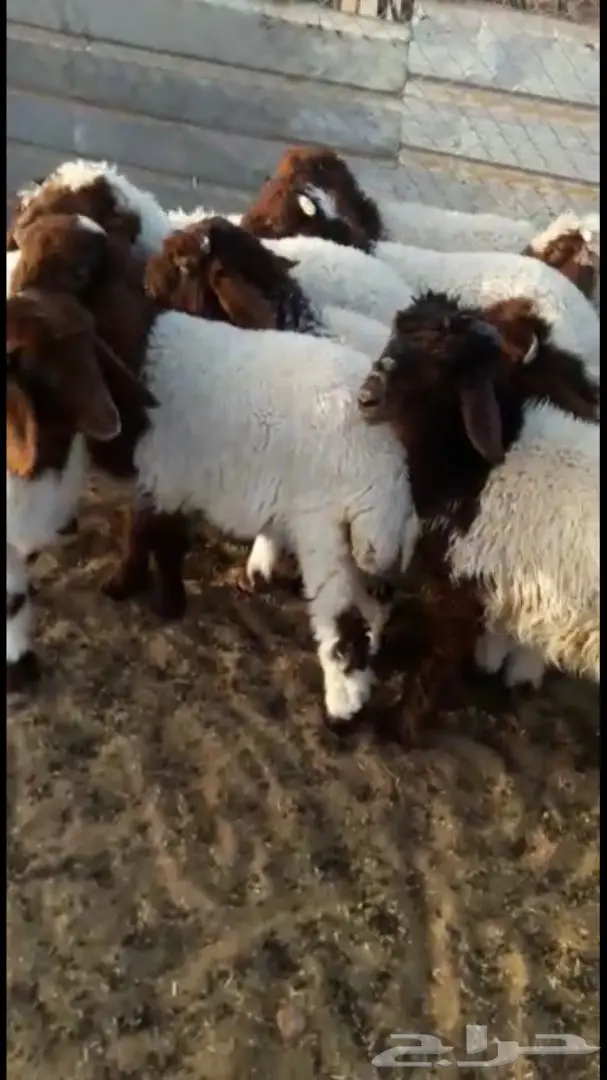 هرافي نعيم 36  (image 5)