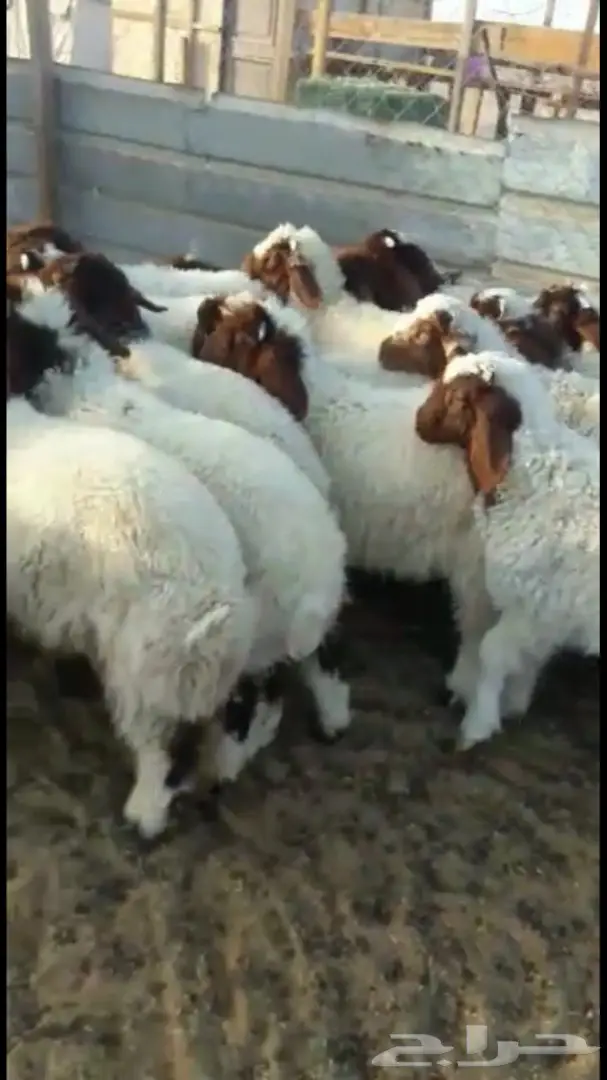 هرافي نعيم 36  (image 6)