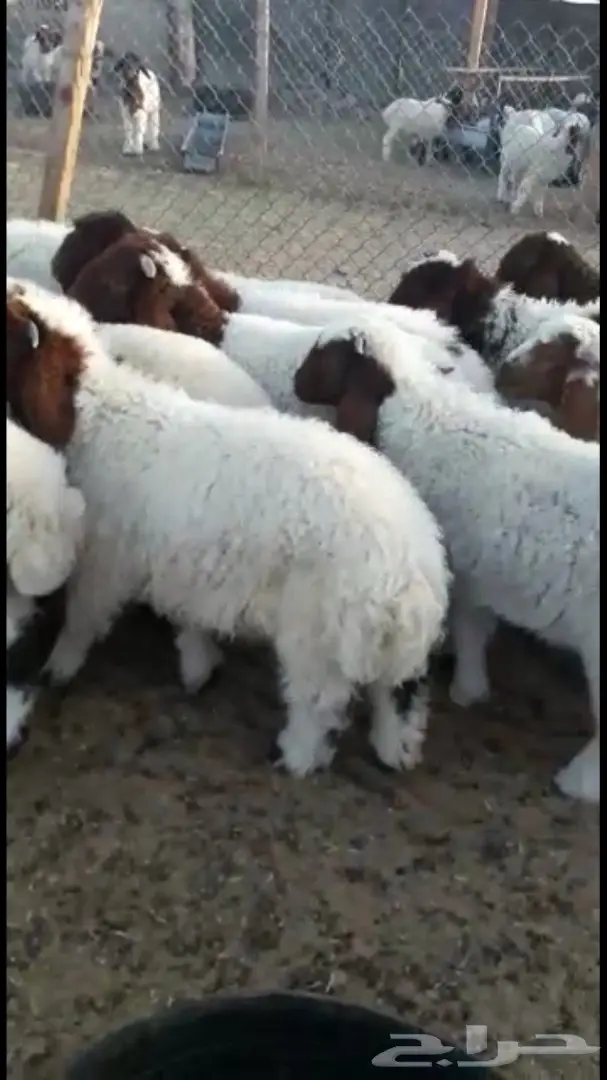 هرافي نعيم 36  (image 7)