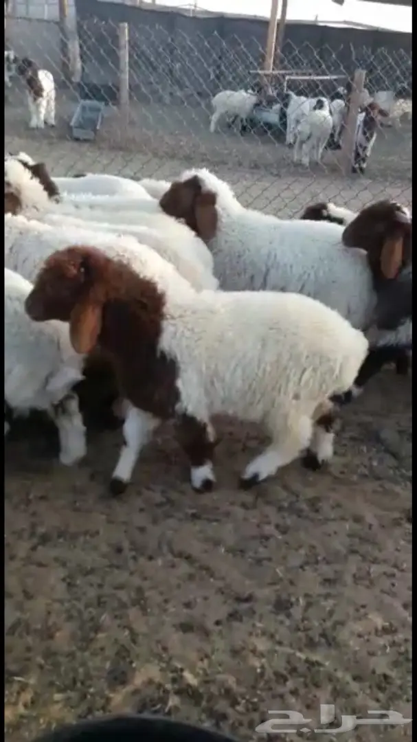 هرافي نعيم 36  (image 8)