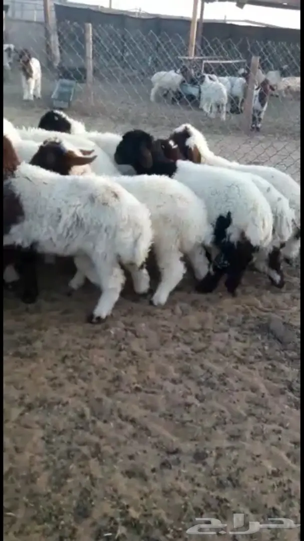 هرافي نعيم 36  (image 9)