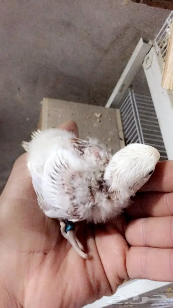 فرخين روز جاهزين للغر