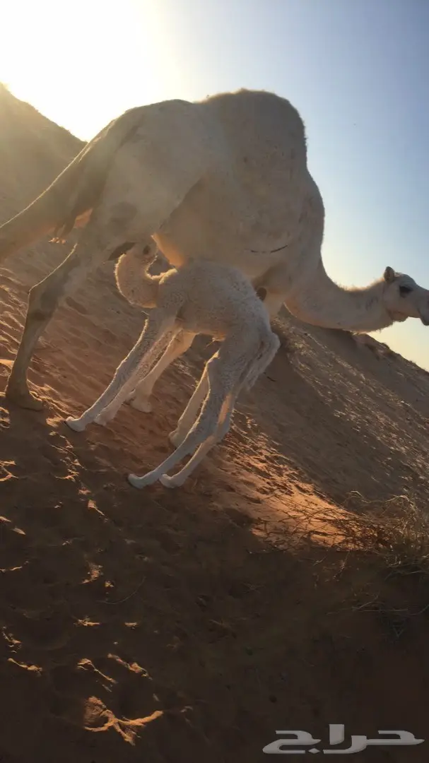 للبيع خلفه وضحاء هدية (image 1)