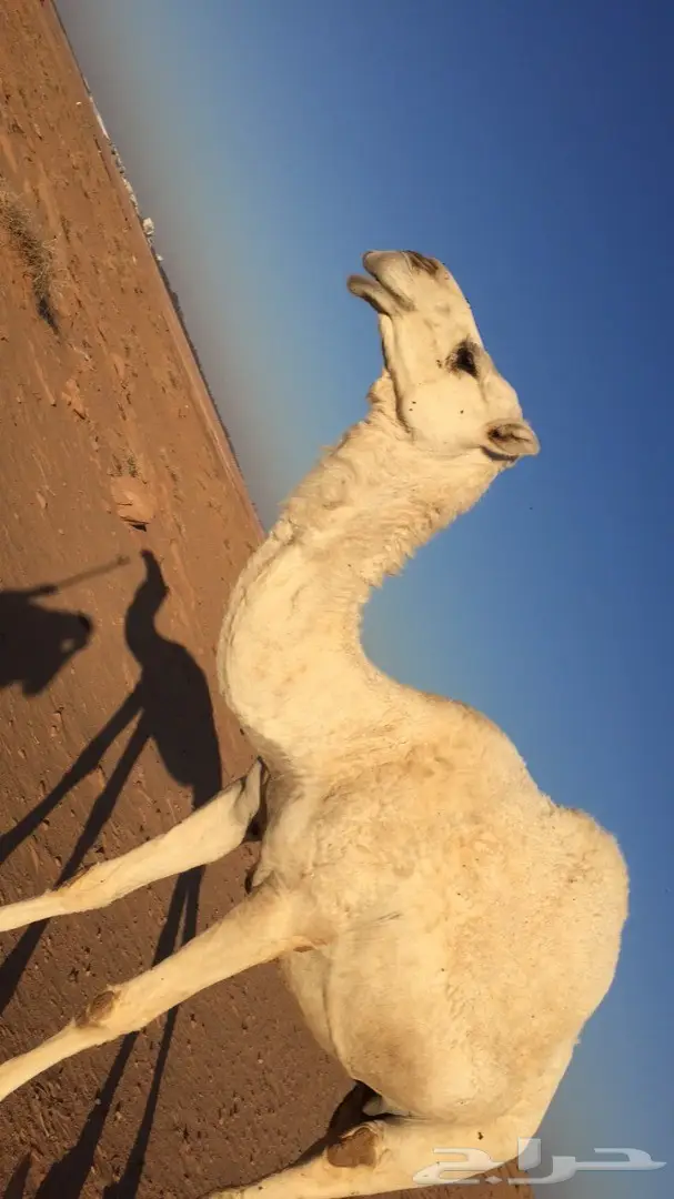 للبيع خلفه وضحاء هدية (image 4)