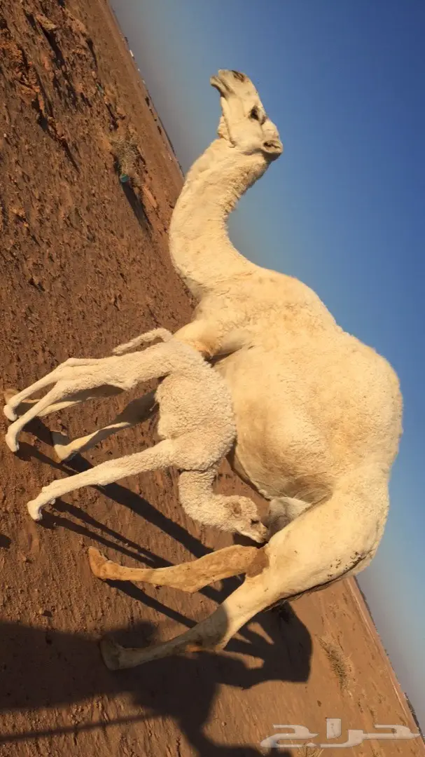 للبيع خلفه وضحاء هدية (image 5)