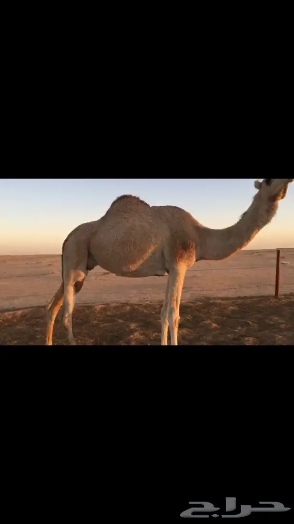 ناقه ملاقي للبيع 