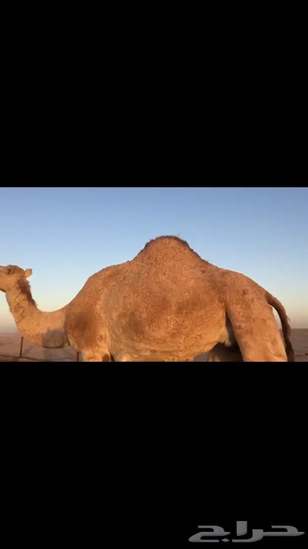 ناقه ملاقي للبيع  (image 1)