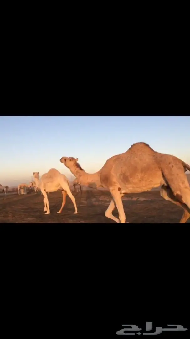 ناقه ملاقي للبيع  (image 2)