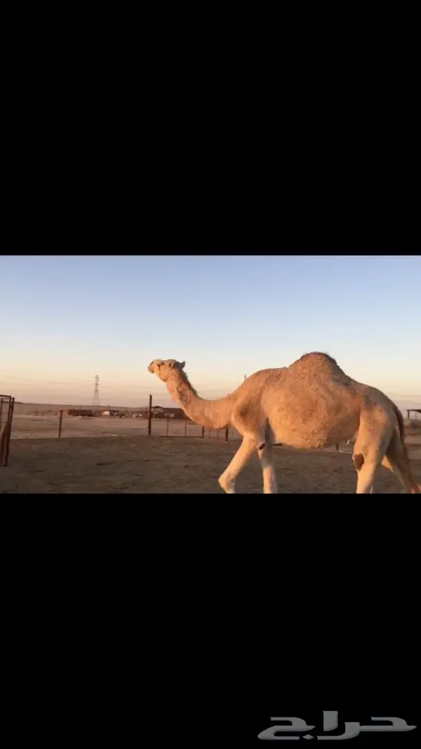 ناقه ملاقي للبيع  (image 3)