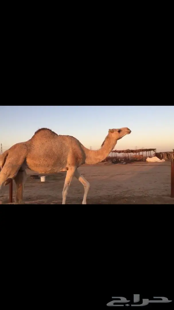 ناقه ملاقي للبيع  (image 4)