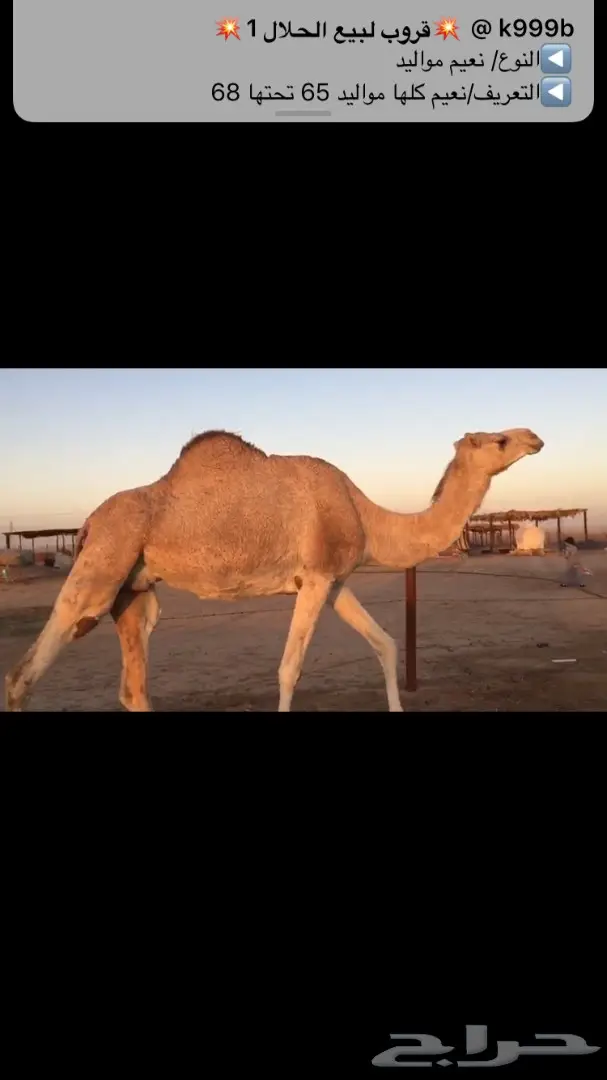 ناقه ملاقي للبيع  (image 5)