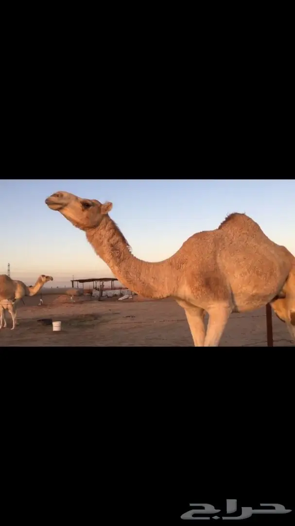 ناقه ملاقي للبيع  (image 6)