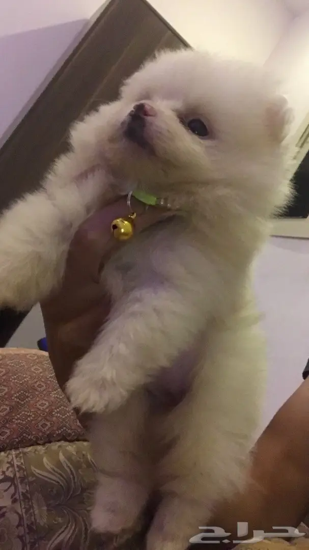 كلب بومرينيان (image 1)