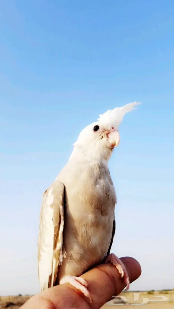 كروان هولندي اليف هدد داخلي وخارجي 