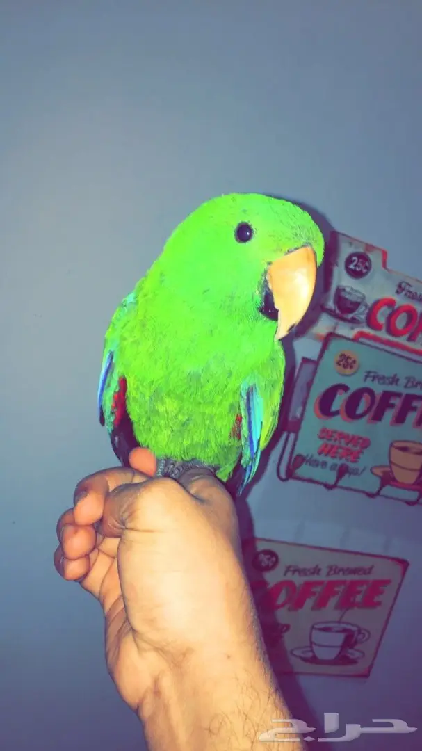 بغبغاء اكلكتوس للبيع (image 1)