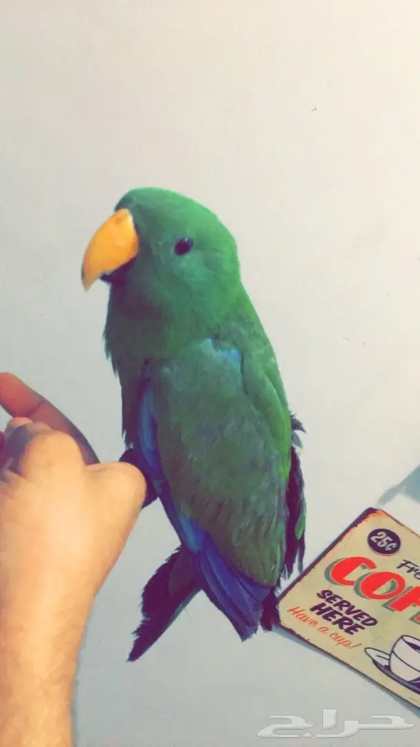 بغبغاء اكلكتوس للبيع (image 2)