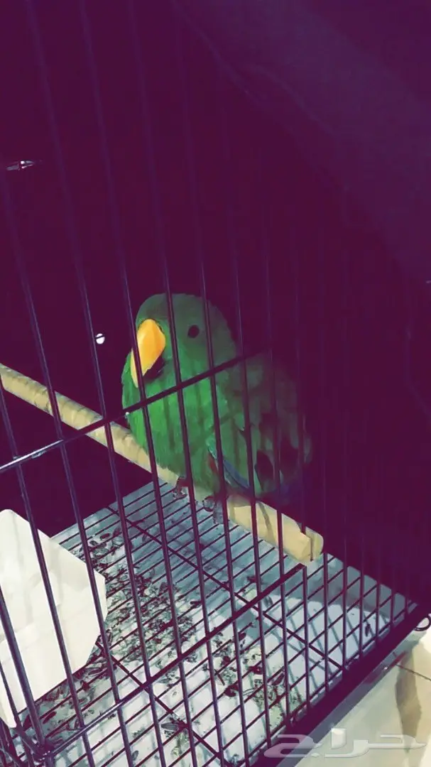 بغبغاء اكلكتوس للبيع (image 3)