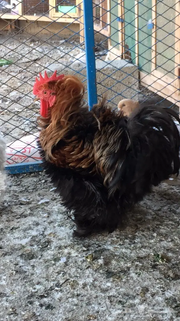 ((طقم دجاج((كوشن مفتل)) (image 1)