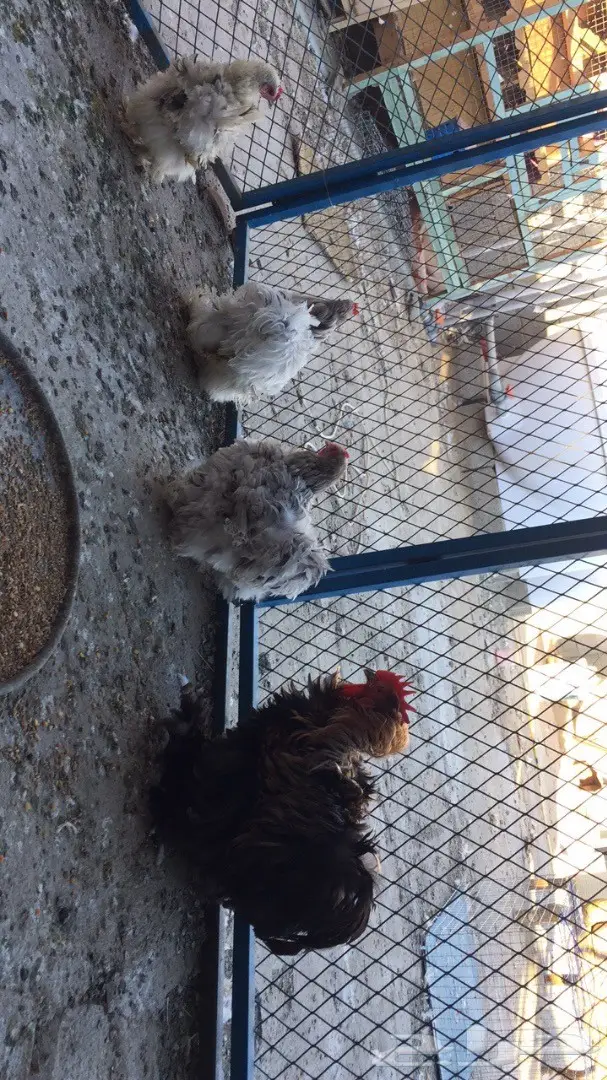 ((طقم دجاج((كوشن مفتل)) (image 3)