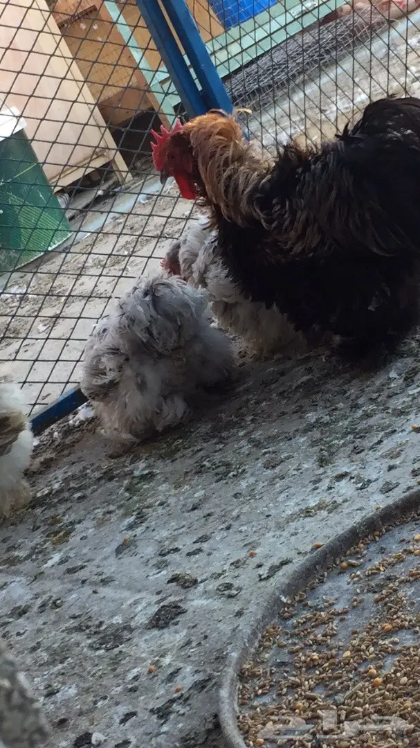 ((طقم دجاج((كوشن مفتل)) (image 5)