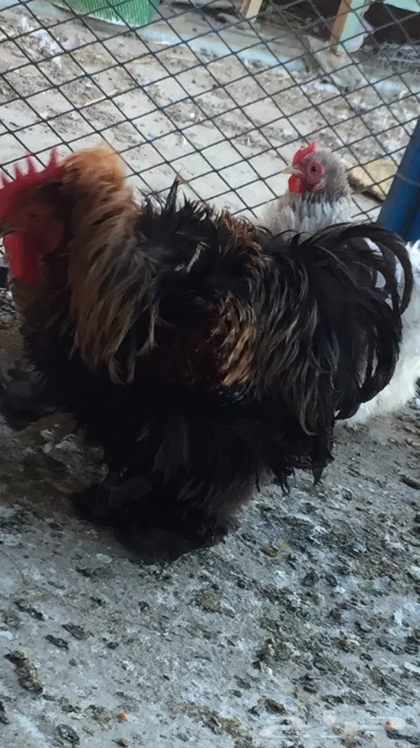 ((طقم دجاج((كوشن مفتل)) (image 6)