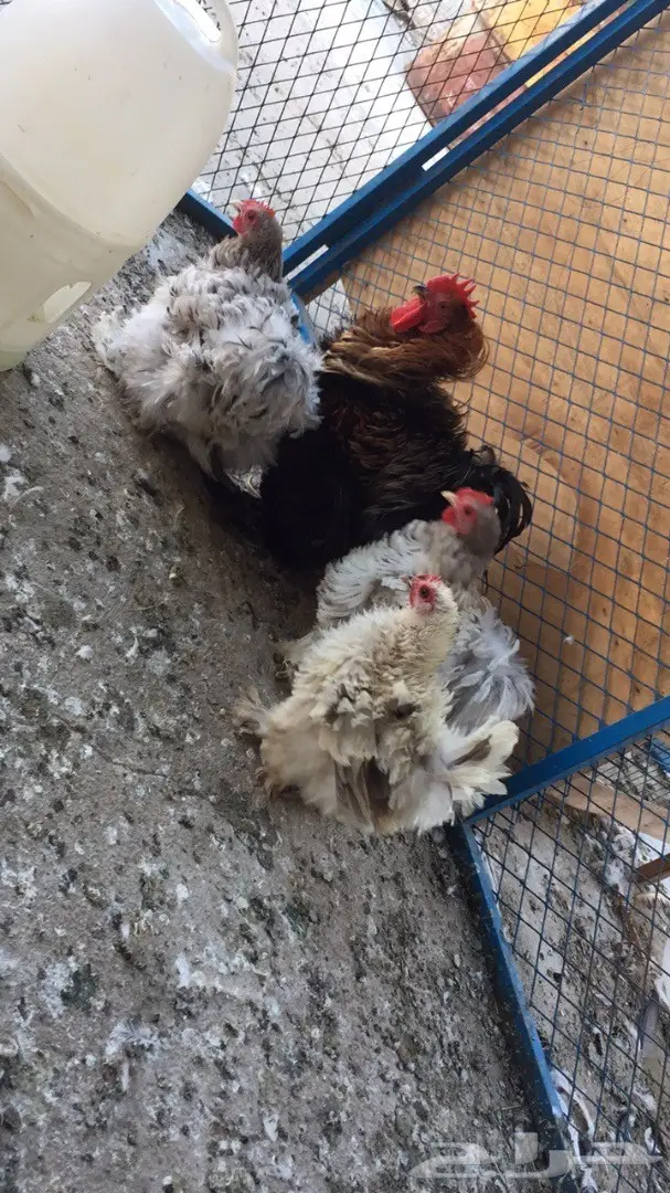 ((طقم دجاج((كوشن مفتل)) (image 10)