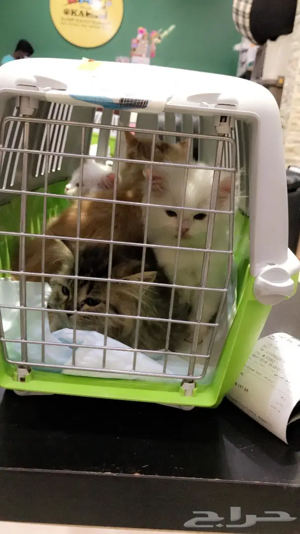 كتنز شيرازيات اعمارهم شهر ونص ثلاث ألوان