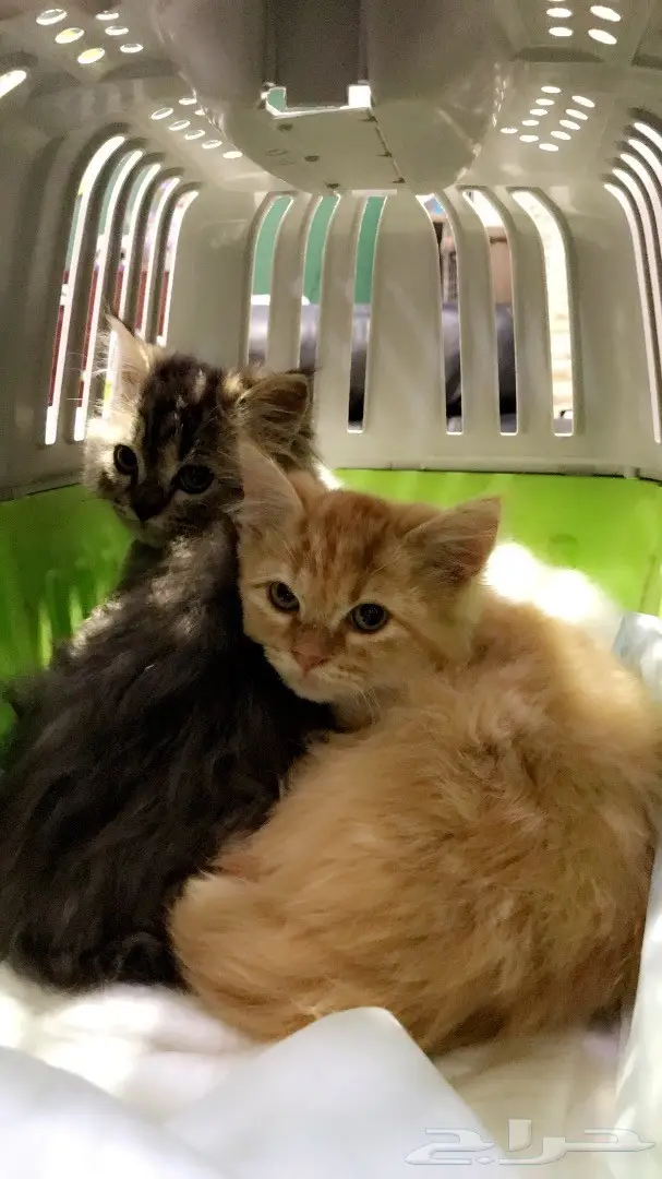 كتنز شيرازيات اعمارهم شهر ونص ثلاث ألوان (image 1)