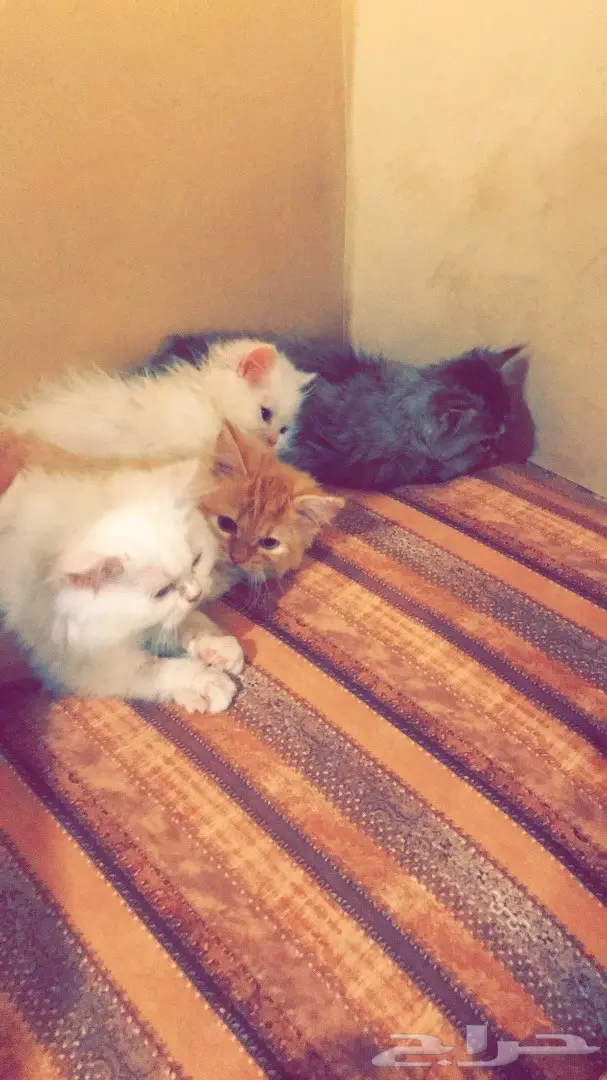 كتنز شيرازيات اعمارهم شهر ونص ثلاث ألوان (image 2)