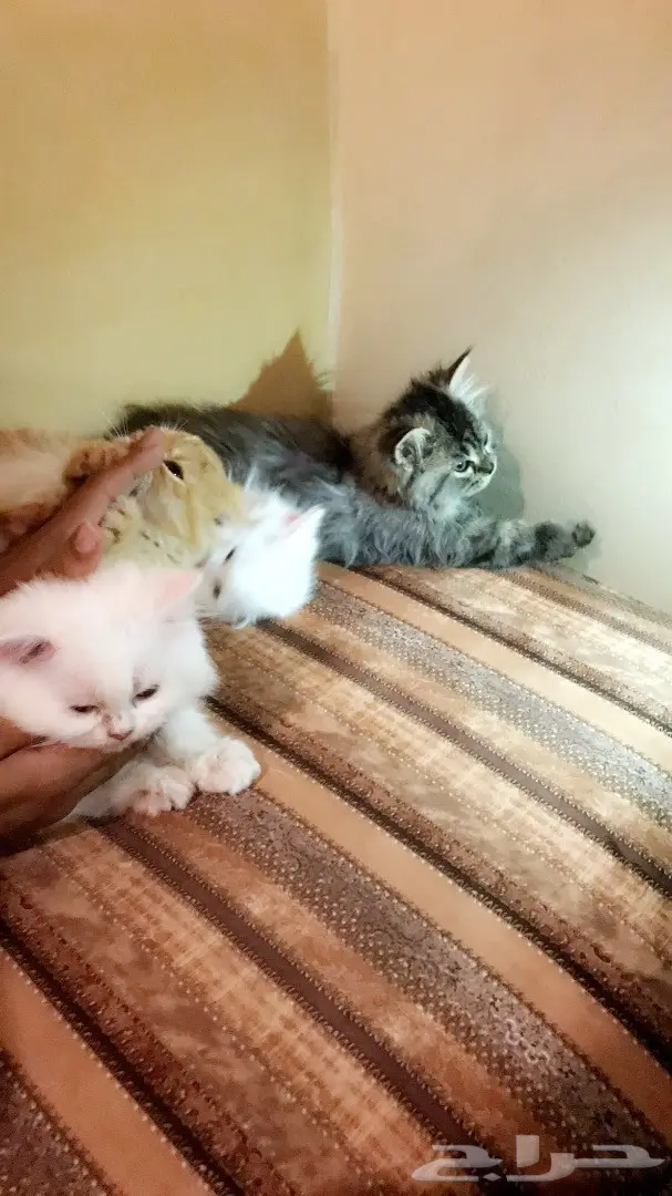 كتنز شيرازيات اعمارهم شهر ونص ثلاث ألوان (image 3)